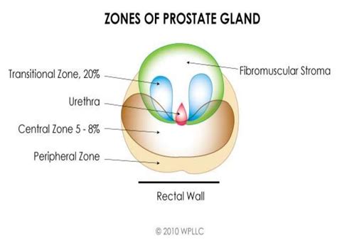 Prostate Anatomy