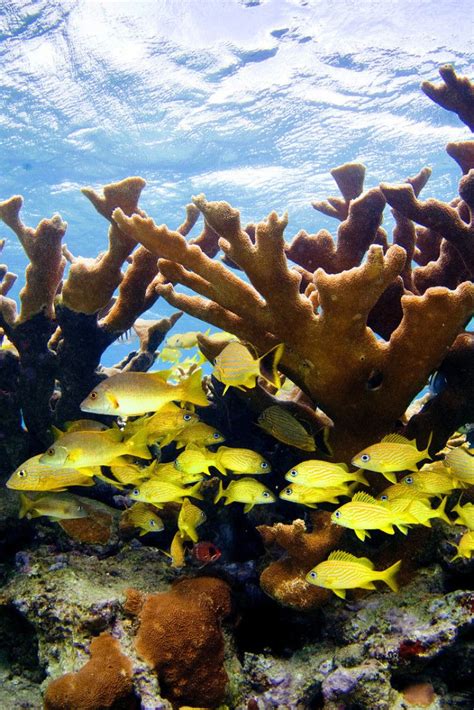 Blueprint For Saving Cubas Coral Reefs Ocean Conservation Shark