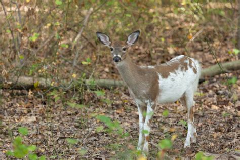 Royalty Free Piebald Pictures Images And Stock Photos Istock