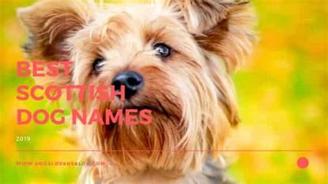 Scottish Dog Names Girl Archives Dogs Lovers Blog