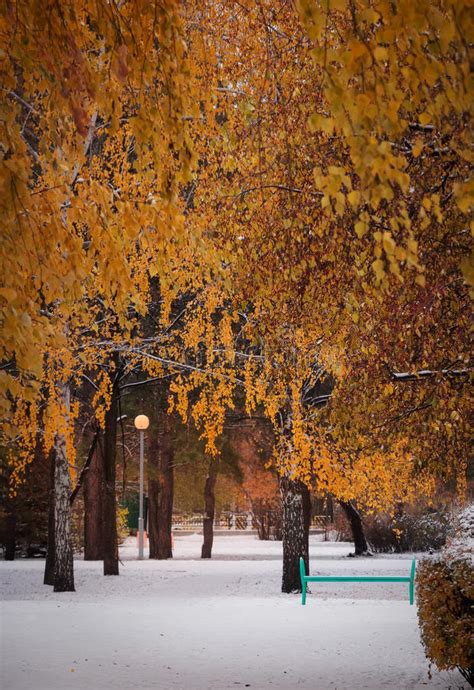 The First Snow In The Park Stock Image Image Of Trees Light 61615987
