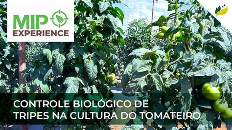 Controle Biológico De Tripes Na Cultura Do Tomateiro Mip Experience