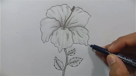 Gambar Sketsa Bunga Sepatu Studyhelp