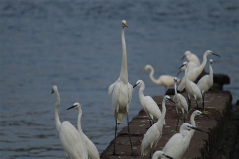 Crane Birds Near River Pixahive