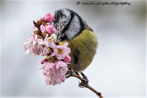 Blue Tit Blue Tit On Winter Cherry Blossom Taken In My Ga Flickr