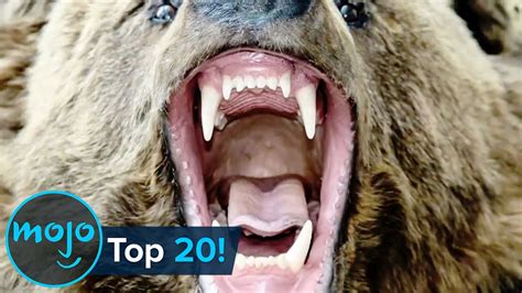 Top 10 Most Dangerous Animals In The World