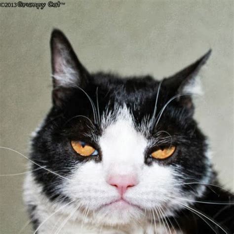 Pokey Photo Grumpy Cat Grumpy Cat Humor Grumpy Cat Meme