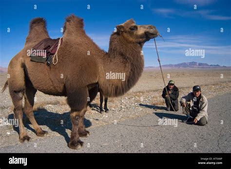Mongolian Nomads With Their Camel Stock Photo Alamy