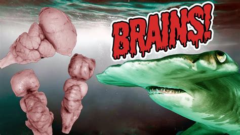 Zombie Researcher Shows Us Some Shark Brains YouTube