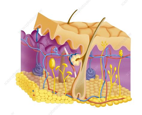 Skin Illustration Stock Image C0044617 Science Photo Library