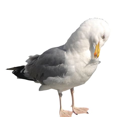 Gull Png Transparent Image Download Size 1280x1257px