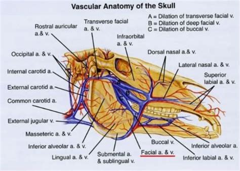 Vascular Anatomy Of Skull For Anatomy Of Equine Brain Equine