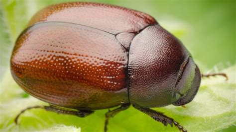 5 Things You Need To Know About June Bugs Cbc News
