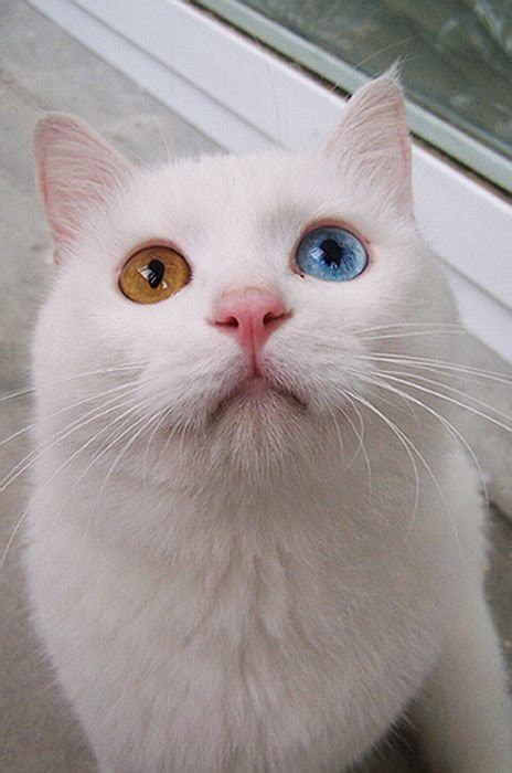 Different Eye Colored Cat Incredible Dot Com