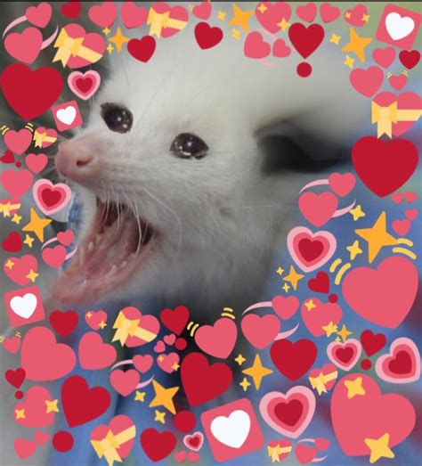Possum Heart Emoji Memes Cute Memes Memes Emoji Meme