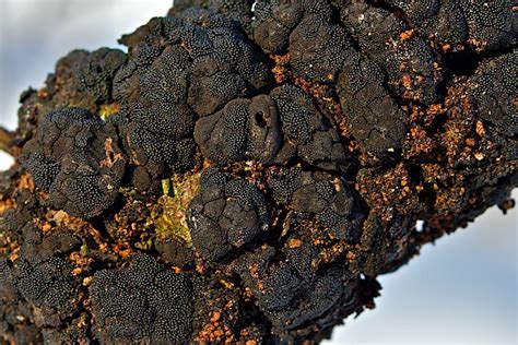 Black Knot Mushrooms Of Southeastern Pennsylvania · Biodiversity4all