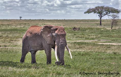 4818 Bull Elephant Tanzania Dennis Skogsbergh Photographydennis