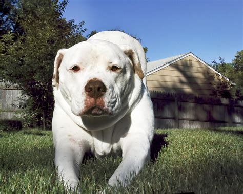 White Bulldog - Best Bulldog Lovers - Bulldog - 2020