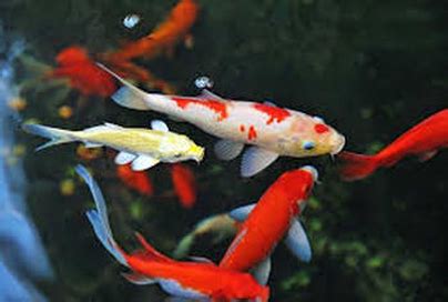 Must have our top selling koi. Do Koi & Pond Fish Sleep?|KOI Fish Habits|Rochester|New ...