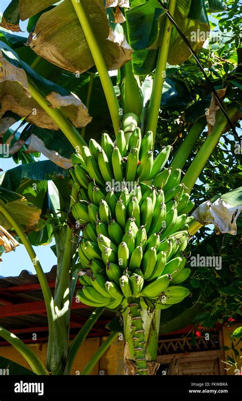 Stem Of Bananas Growing On The Banana Palm Tree In The Tropical Nature