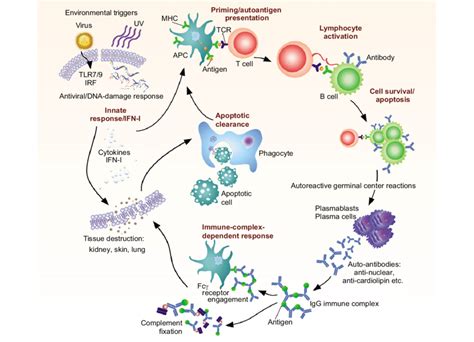 Sle The Many Players Involved In Systemic Autoimmunity And Tissue