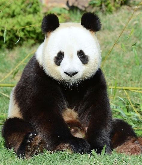 Image Result For Panda Sitting Panda Bear Panda Mom Bear