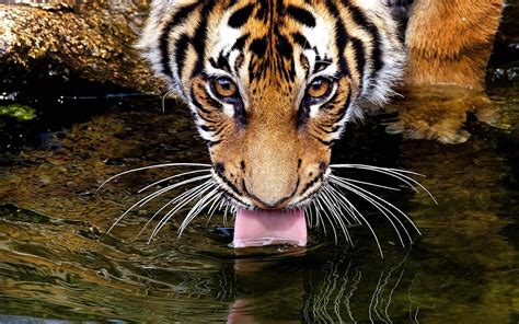 Animals Drinking Water Wallpapers Gallery