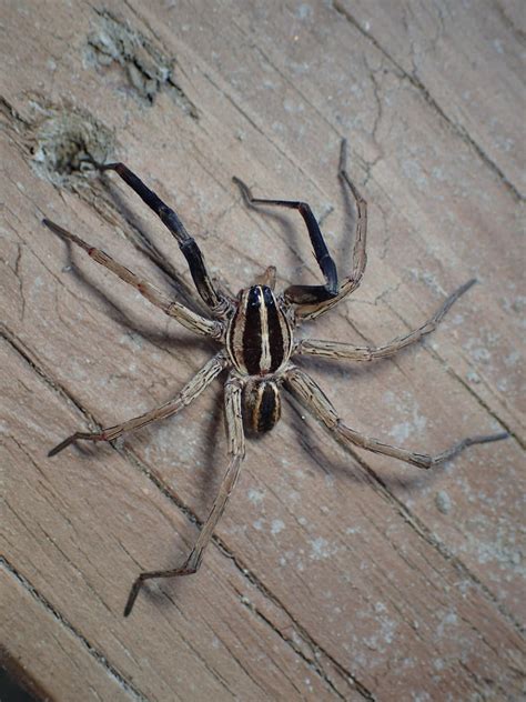 The elderly, children, immune button spiders are found all over south africa, and they usually reside in quiet, dark places. Male Rabidosa rabida (Rabid Wolf Spider) in Tuscaloosa ...