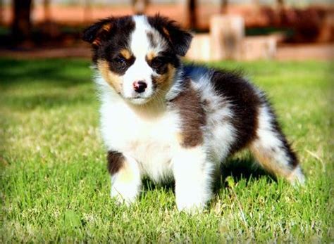 Browse thru our id verified puppy for sale listings to find your perfect puppy in your area. Australian Shepherd Puppies For Sale | Houston, TX #226410
