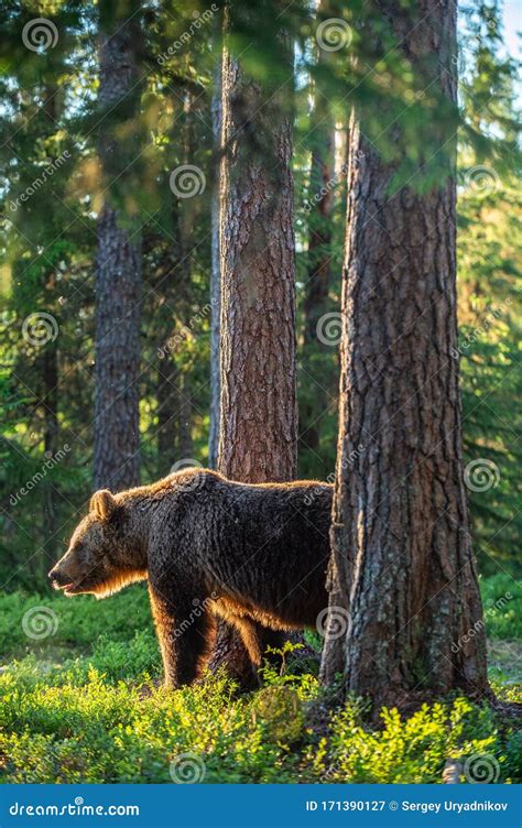 Adult Brown Bear At Sunset Light Backlit Brown Bear Stock Image