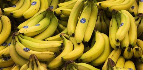 With The Familiar Cavendish Banana In Danger Can Science Help It Survive