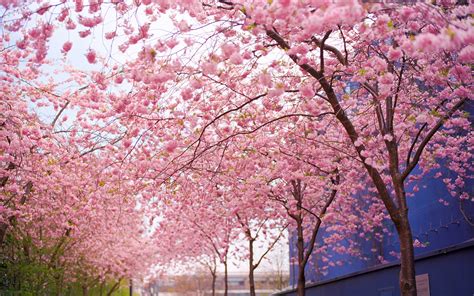 Cherry Blossom Tree Wallpapers Group 75