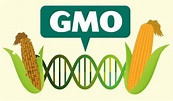 Here's everything you need to know about GMO crops | Genetic Literacy ...