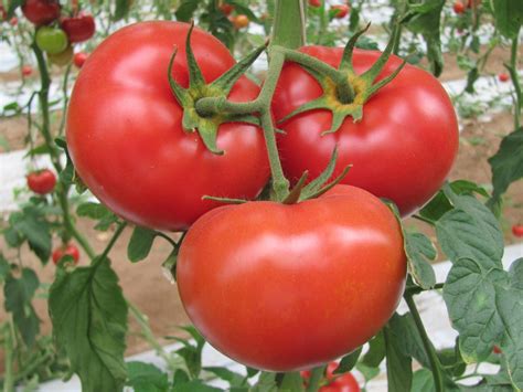 Marglobe Tomato Seeds Heirloom Organic Tims Tomatoes