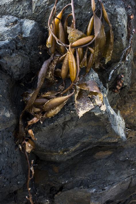 Seaweed Pods Deps Beach Poodle Walks