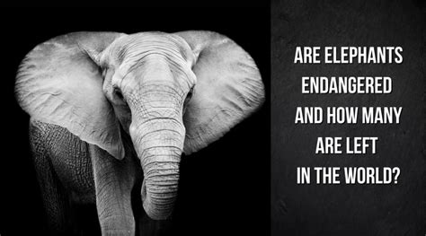 Are Elephants Endangered Species And How Many Elephants Are Left In The