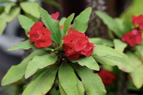 Crown Of Thorns Euphorbia Milii Care And Grow Guide