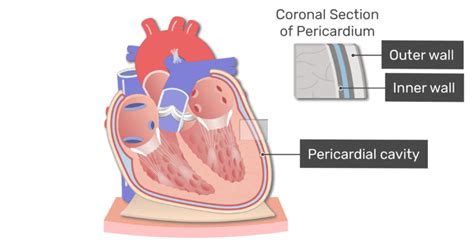 Pericardial Cavity