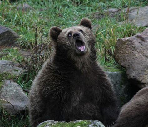 25 Most Funniest And Cutest Bear Face Photos That Will Make You Laugh