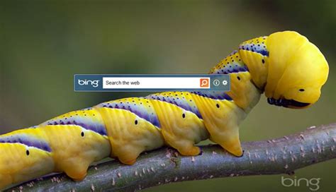 Free Download Optimus 5 Search Image Bing Daily Wallpaper 570x328 For