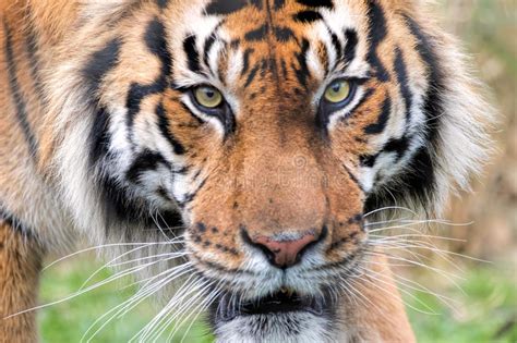 Sumatran Tiger Close Up Eye Of The Tiger Stock Image