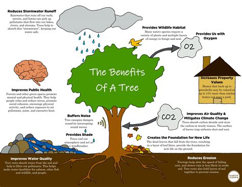 The Benefits Of A Tree Earthcorps