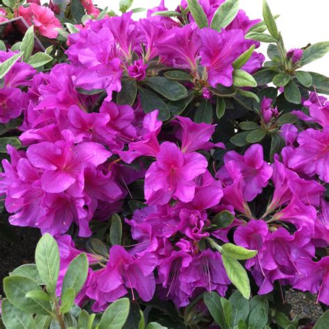 Azalea Bloom A Thon Lavender Buy Rhododendron Shrubs Online