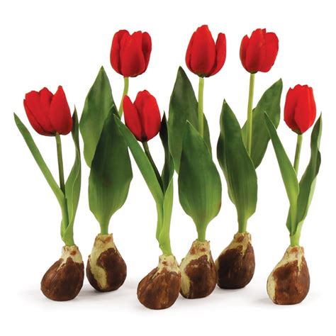 Standing Tulips With Bulbs Set Of 6 Ivystone
