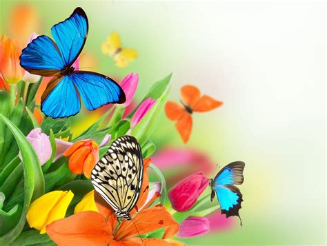 Flowers Colorful Spring Butterflies Tulips Fresh Beautiful