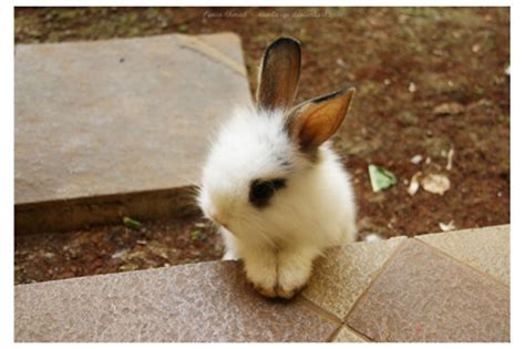 Pododermatita este o afecțiune în care membrele inferioare ale iepurilor, în special în zona articulației cotului, dau semne de infecție. Urechila se intoarce: 20 de poze cu iepuri
