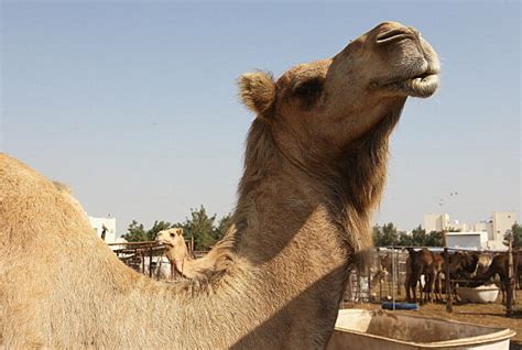 The ad is well executed; Does The Geico Hump Day Camel Have A Name?