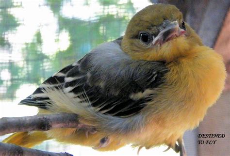 Baltimore Oriole