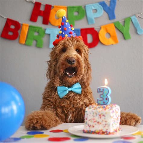 Oliver The Goldendoodle On Instagram Im 3 Happy Birthday To Me