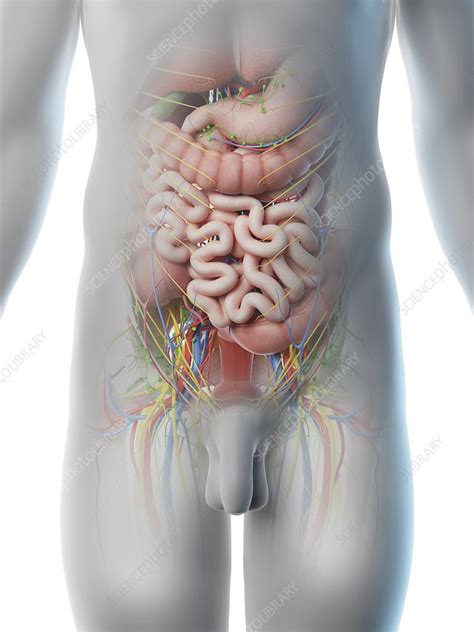 They are targeted at key stage 1 and explain everything from 'parts of the body' and 'how to have a healthy lifestyle' to what to do with your rubbish'. Male abdominal organs, illustration - Stock Image - F026 ...